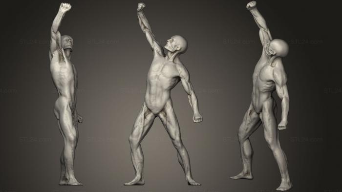 Anatomy of skeletons and skulls (Full Body Muscles, ANTM_0554) 3D models for cnc